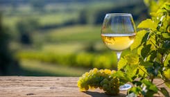 The world's white grape varieties